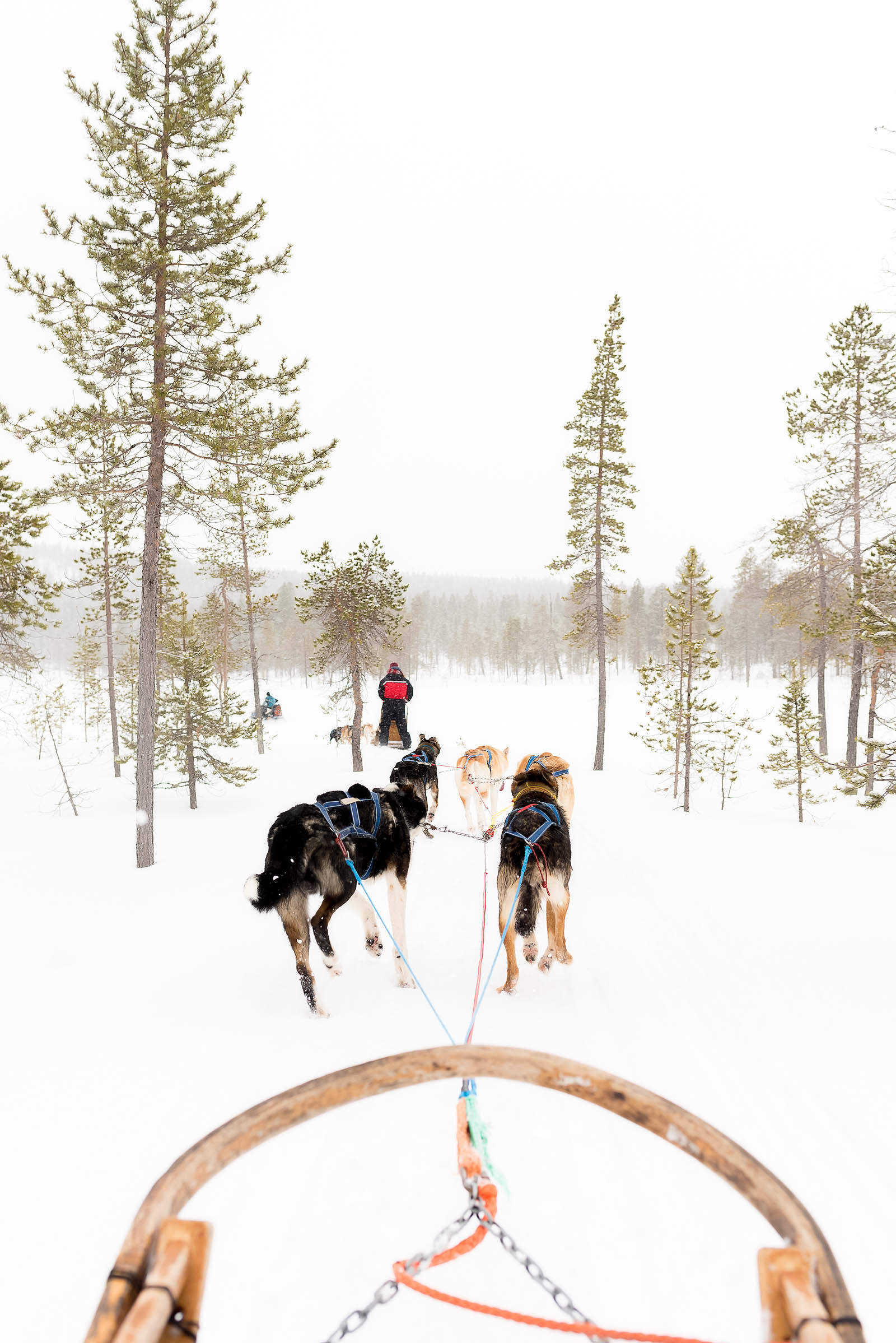 Hotel Riekonlinna Inari Saariselkä Lapland Safaris Finland Dog Sledding