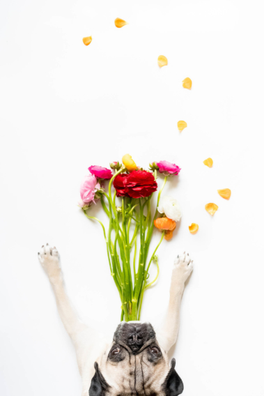 Pug Vase Ranunculus April 2017
