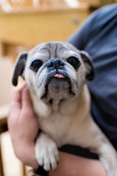 Johnny the Pug Spring 2017