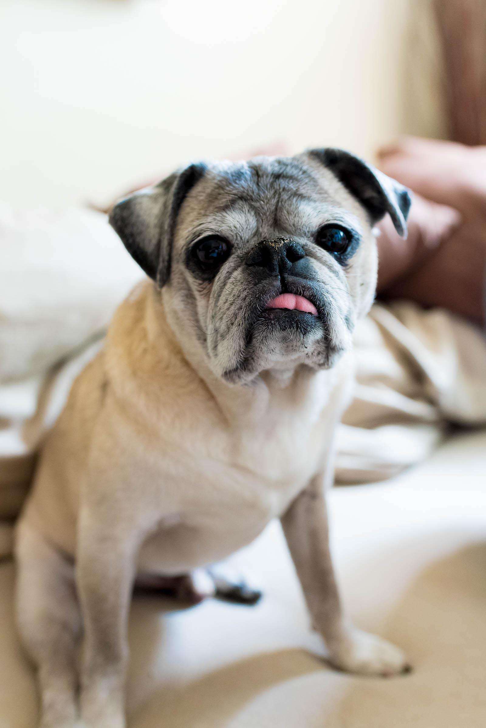 Pug Owner Tips and Tricks