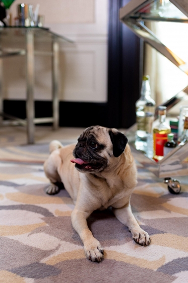 Peninsula Chicago Z Bar Pug Commercial