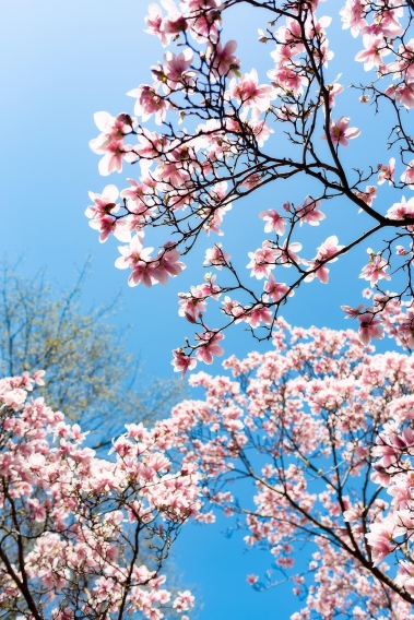 Chicago Spring 2018