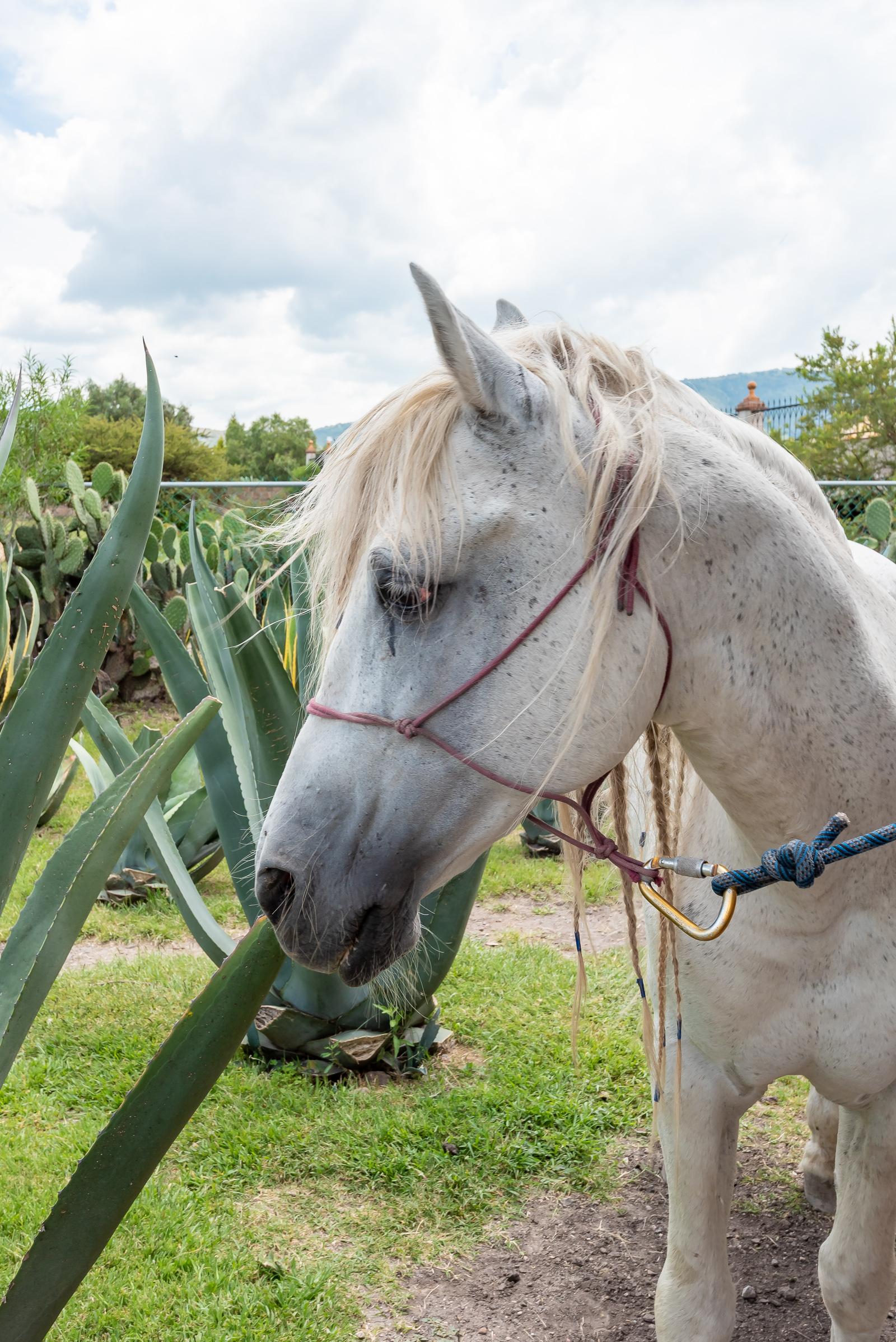 Horse Rescue SMA San Miguel de Allende Mexico